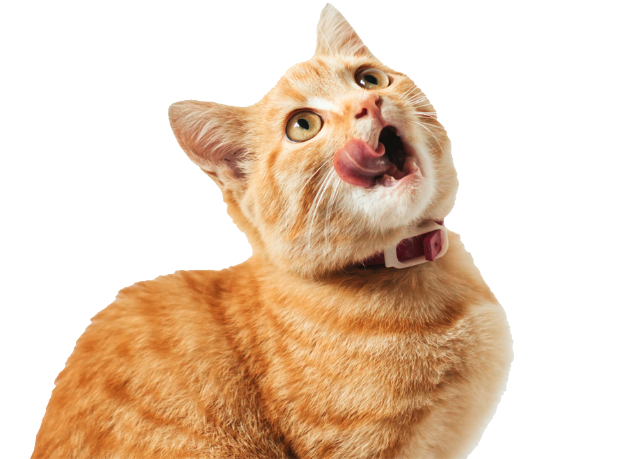 gatito